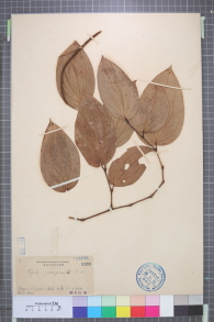 Specimen thumbnail